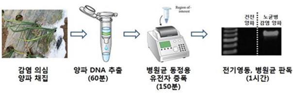 ▲ 노균병