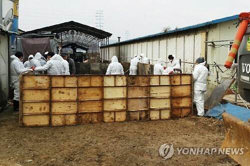 ▲ 충북 보은군 젖소농장 구제역 확진. 연합뉴스