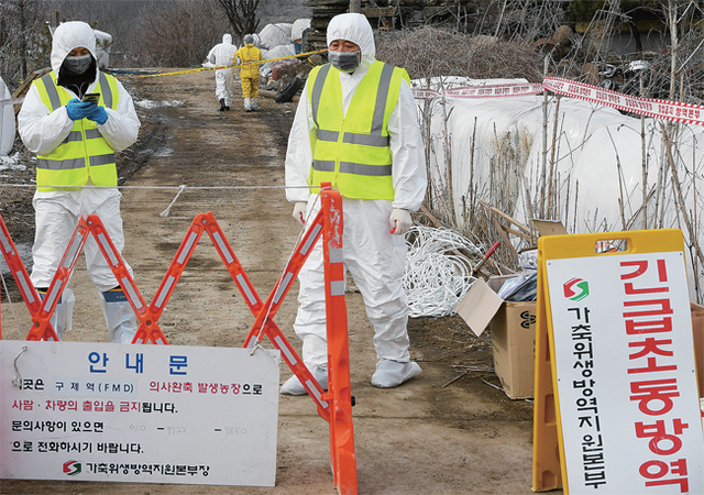 ▲ 출입 통제된 농가 8일 구제역 의심 신고가 접수된 연천군 군남면의 한 젖소 사육농가에서 방역 관계자들이 외부인의 출입을 철저히 통제하고 있다. 침흘림, 수포 등의 증세를 보인 이 농장 젖소들에 대해 간이검사를 실시한 결과 모두 양성으로 판정됐다. 오승현기자