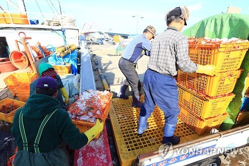 속초항에서 어민들이 잡아온 붉은대게가 한가득 [연합뉴스 자료사진]