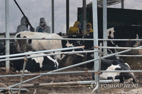 ▲ 연천 구제역 방역[연합뉴스 자료사진