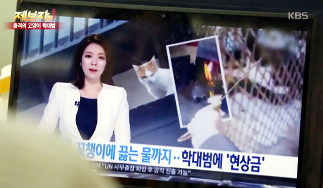 ▲ KBS2 ‘제보자들’ 잔인한 길고양이 학대. 화면 캡쳐