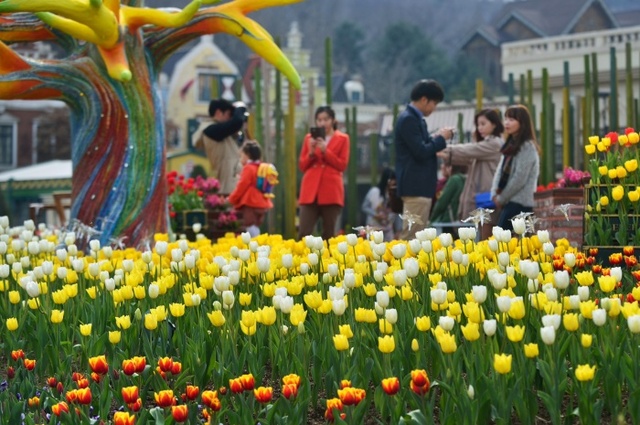 ▲ 에버랜드 튤립축제 (4)