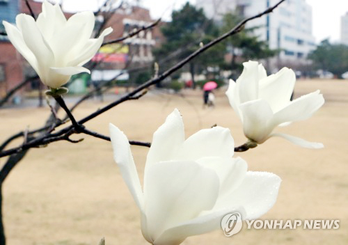 ▲ 내일(21일), 일교차 크고 낮엔 포근…전국 곳곳에 촉촉한 봄비. 연합뉴스