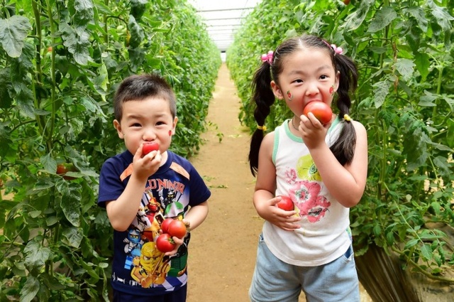 ▲ 광주시, 주말 시티투어 운영(퇴촌토마토 축제)