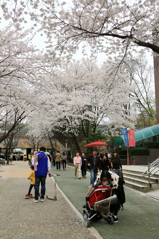 ▲ 과천벚꽃3