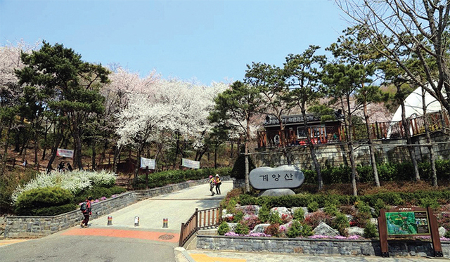 진달래와 벚꽃을 감상할 수 있는 해발 395m의 계양산