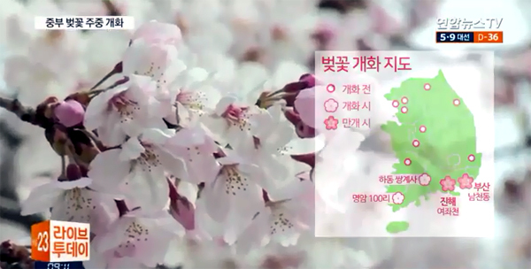 ▲ 이번주 날씨, 20도까지 올라 벚꽃 활짝. 연합뉴스TV 캡처