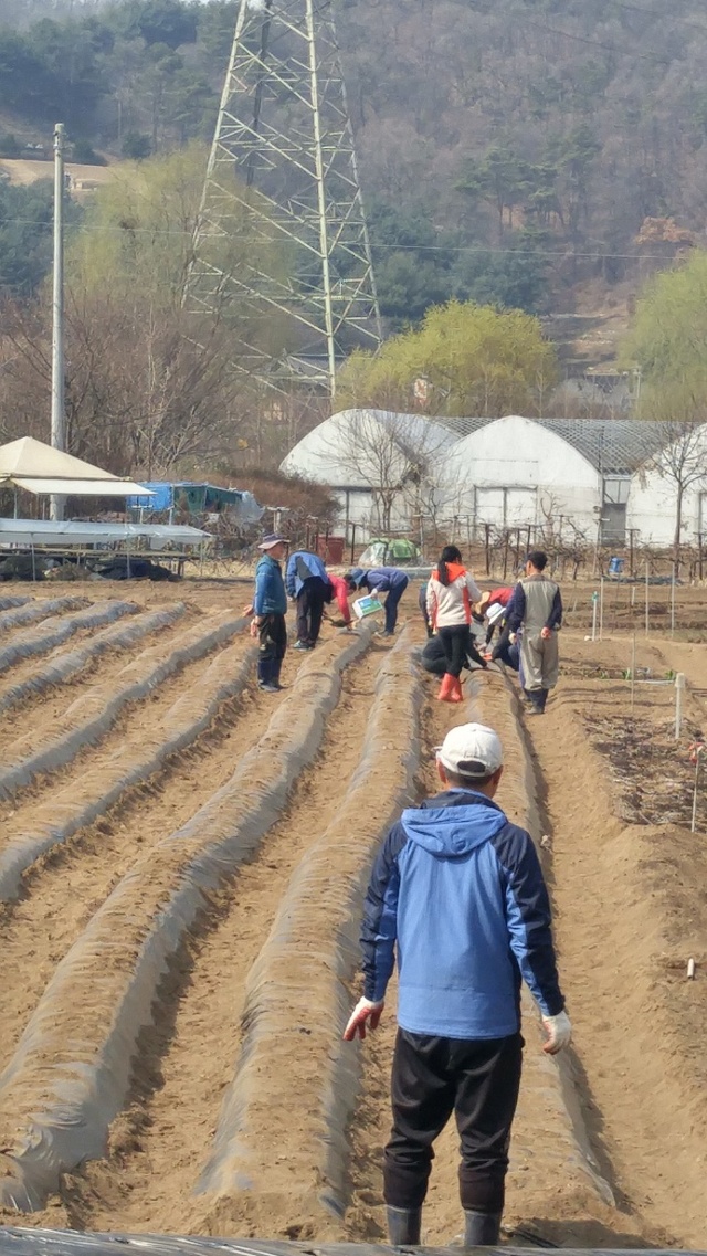 ▲ 의왕시 청계동감자심기_