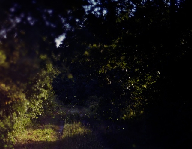 ▲ from Fireflies series_Heaven, Wind, Stars and Poems