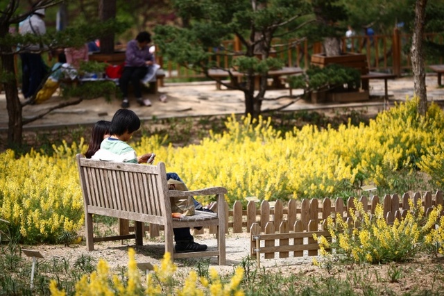 ▲ 산괴불주머니