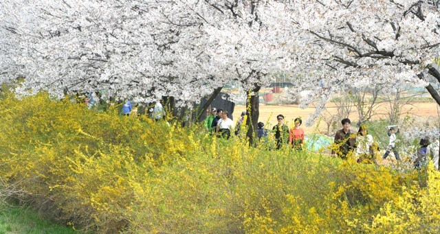 ▲ 휴일인 16일 오후 인천시 남동구 장수천변을 찾은 상춘객들이 화사하게 만발한 벚꽃과 개나리꽃을 보며 봄정취를 한껏 즐기고 있다.장용준기자