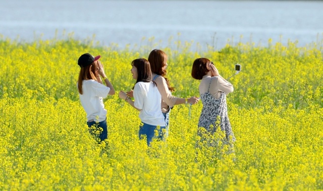 ▲ 여주 당남리섬 유채꽃 개화완