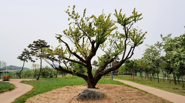 ▲ 기타. 여주금은모래강변에 120년 매화나무 식재