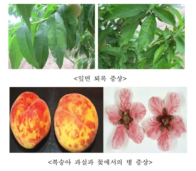 ▲ 광주시, 자두곰보병 집중 예찰(감염증상)