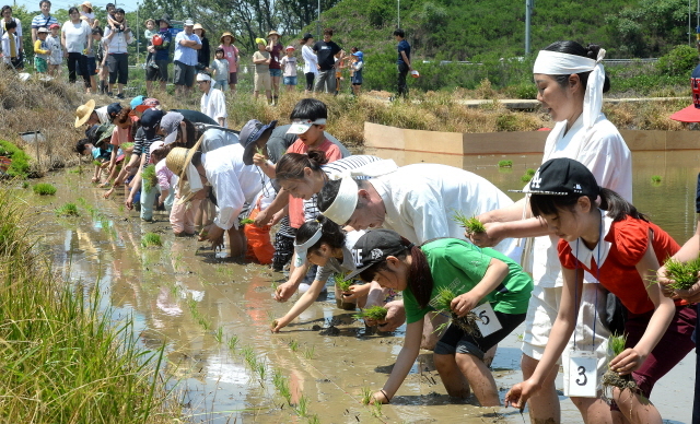 ▲ 21일 오전 본격적인 모내기철을 앞두고 '2017 문화재와 함께 하는 모내기 체험' 행사가 열린 인천시 서구 공촌동 들녘에서 인천시무형문화재 제18호 서곶들노래보존회 회원들과 가족단위 참가자들이 정성스레 모를 심고 있다.장용준기자