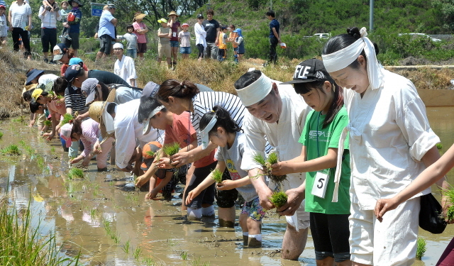 ▲ 21일 오전 본격적인 모내기철을 앞두고 '2017 문화재와 함께 하는 모내기 체험' 행사가 열린 인천시 서구 공촌동 들녘에서 인천시무형문화재 제18호 서곶들노래보존회 회원들과 가족단위 참가자들이 정성스레 모를 심고 있다.장용준기자