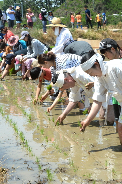 ▲ 21일 오전 본격적인 모내기철을 앞두고 '2017 문화재와 함께 하는 모내기 체험' 행사가 열린 인천시 서구 공촌동 들녘에서 인천시무형문화재 제18호 서곶들노래보존회 회원들과 가족단위 참가자들이 정성스레 모를 심고 있다.장용준기자