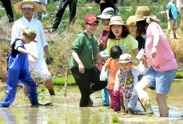 ▲ 21일 오전 본격적인 모내기철을 앞두고 '2017 문화재와 함께 하는 모내기 체험' 행사가 열린 인천시 서구 공촌동 들녘에서 인천시무형문화재 제18호 서곶들노래보존회 회원들과 가족단위 참가자들이 정성스레 모를 심고 있다.장용준기자