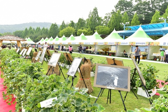 ▲ 금사참외축제