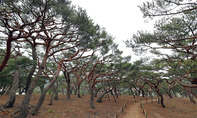 서포리 숲