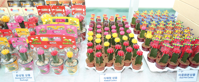 ‘수출 화훼 국제심포지엄’에서 부대행사로 경기도의 대표적인 수출 화훼 작목인 다육식물 신품종이 전시됐다.