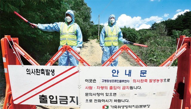 ▲ 고병원성 조류인플루엔자(AI) 청정지역이었던 파주에서 AI가 발생했다. 4일 오후 파주시 법원읍의 한 토종닭 농장에서 방역당국 관계자들이 외부인 출입을 철저히 통제하고 있다. AI가 발병한 전북 군산의 한 종계농장에서 닭을 들여왔던 이 농장은 간이검사 결과 AI 양성반응이 나와 토종닭 1천600마리가 긴급 살처분됐다. 오승현기자