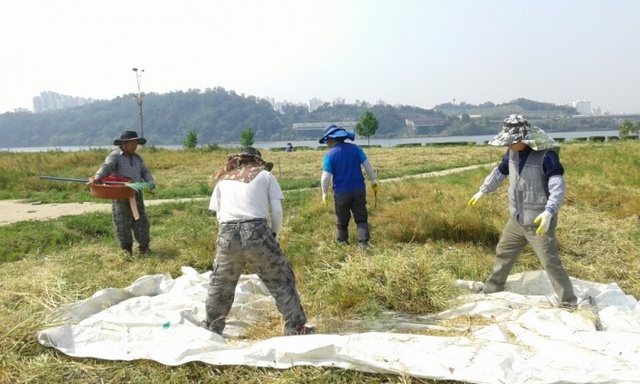 수확한 유채수집