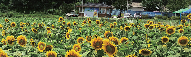 한화테크윈과 삼성생명이 자매결연을 맺은 뒤 1촌1사운동을 펼치고 있는 여주 해바라기 마을의 전경. 이곳은 시골의 정취와 현대식 관광을 동시에 즐길 수 있는 지역으로 다양한 농촌체험 꺼리가 준비돼 있다.