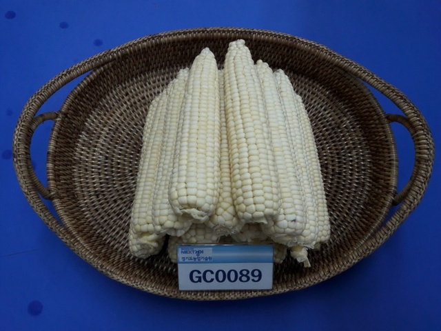 ▲ 경기도농업기술원 - 찰옥수수 GG0089