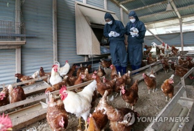 전수검사 돌입한 산란계 농장. /연합
