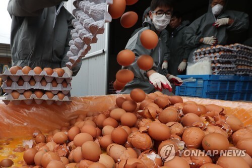 ▲ 16일 오후 경기도 남양주시의 한 농장에서 방역당국이 살충제 성분이 검출된 계란을 폐기하고 있다.(사진출처 연합뉴스)