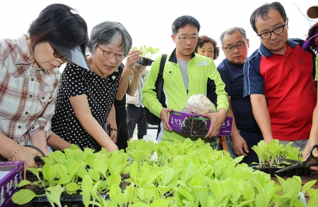▲ 토종채소 모종나눔행사1