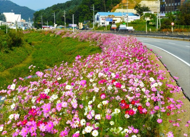 ▲ 곤지암 코스모스 (2)