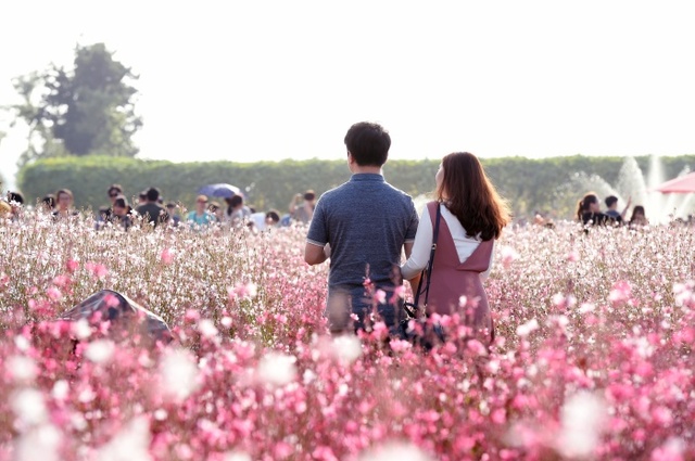 ▲ 천일홍축제 첫날1