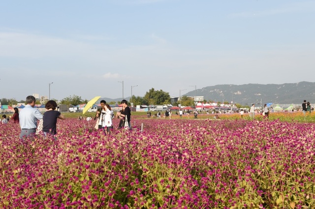 ▲ 천일홍축제 첫날3