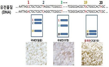 ▲ 국립농산물품질관리원이 새롭게 개발한 분석방법으로 유전물질의 종류가 원산지(품종)별로 차이가 나는 점을 이용해 20개의 유전물질 종류를 확인하여 판별할 수 있다. 유전물질(DNA)은 4가지 구성성분(A, T, G, C)이 배열된 모양을 지니고 있다. 사진/국립농산물품질관리원