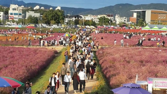 양주시가 광사동 체험관광농원(나리공원)에 조성한 전국 최대 규모의 천만송이 천일홍 군락지가 추석연휴 마지막날인 9일 다양한 꽃을 감상하며 추억을 남기려는 관람객들로 하루종일 북적이고 있다. 이종현기자
