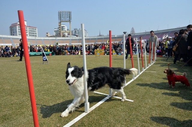 ▲ 지난해 성남종합운동장에서 열린 펫 페스티벌 행사 때