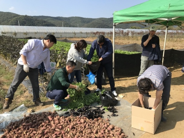 ▲ 광주시, 북한이탈주민과 함께하는 통일희망농장 농작물 수확 (1)