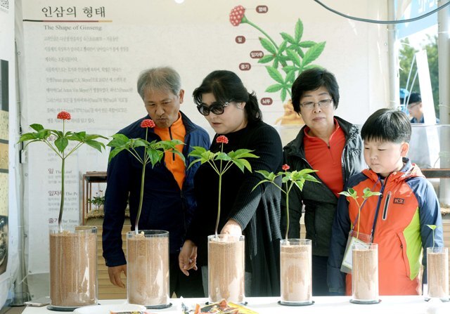 ▲ 관광객들이 강화인삼 재배 과정을 재연한 조형물 전시관을 살펴보고 있다.장용준기자