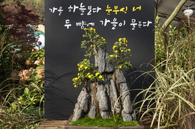▲ 에버랜드_함평군과 함께하는 천송이 국화정원 (4)