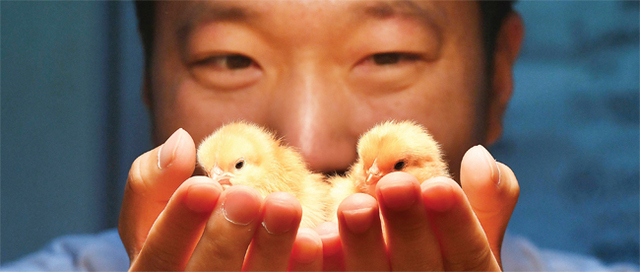병아리감별사 1일 체험에 나선 하지은 기자가 안성시 일죽면의 한 부화장에서 병아리의 암수를 감별하고 있다.