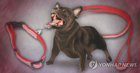 ▲ 5일 맹견으로 인한 인명 피해가 잇달아 발생하면서 견주의 ‘맹견보증보험’ 가입을 의무화해야 한다는 주장이 나왔다. 사진/연합뉴스