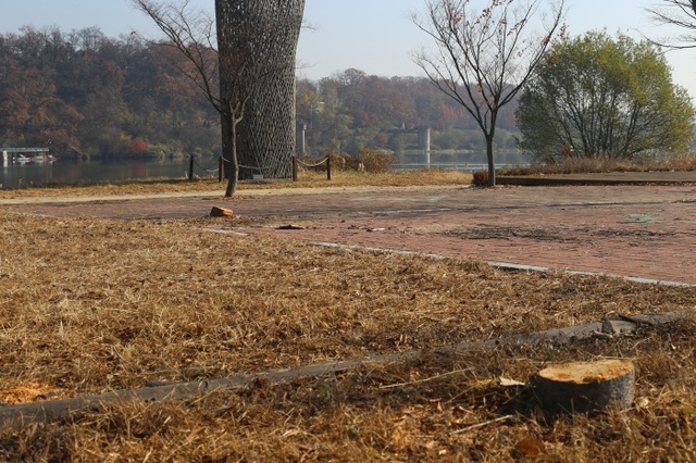 ▲ 잘라낸 희망의 숲