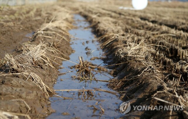 ▲ 18일 경북 포항시 북구 흥해읍 한 논에 지난 15일 발생한 지진 때 솟구쳐 오른 물이 고여 있다. 연합뉴스