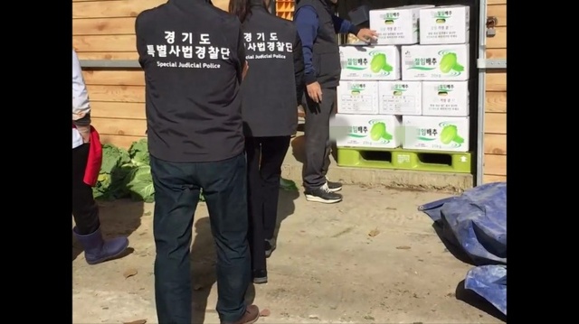 ▲ 1.자료사진－유명산지 절임배추로 포장판매(A업체)
