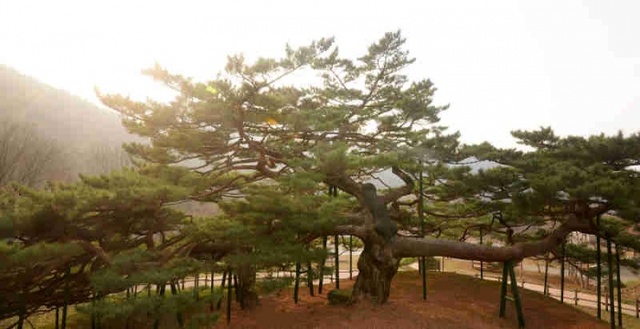 ▲ 포천 직두리 부부송