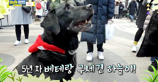 ▲ MBC ‘하하랜드’ 18회 베테랑 구세견 하늘이