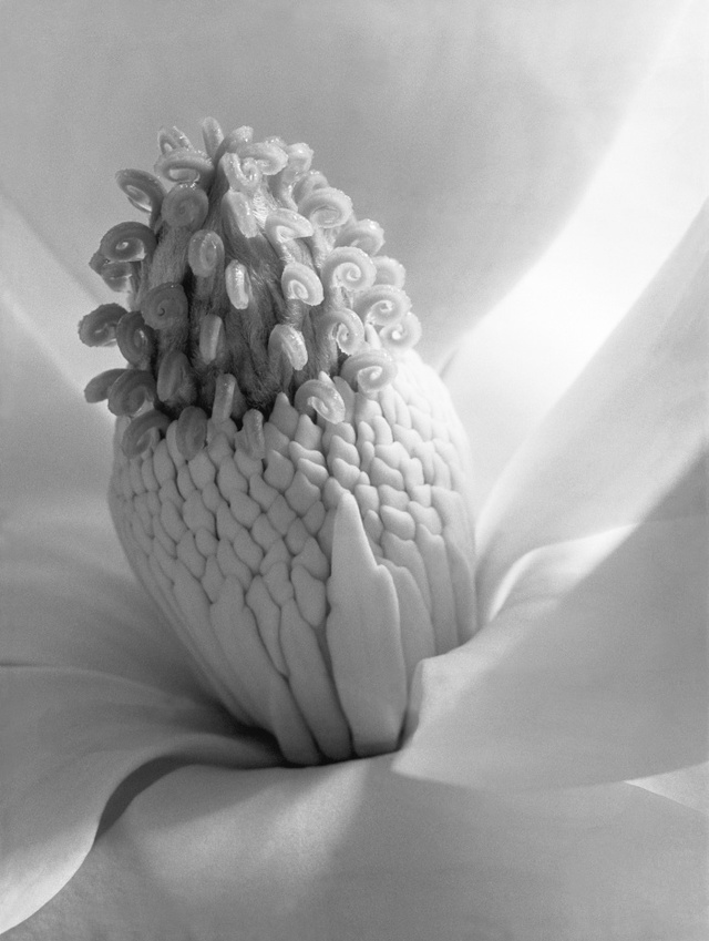 ▲ 02. Magnolia Blossom, Tower of Jewels, 51x41cm, Platinum & Palladium Print, 1925